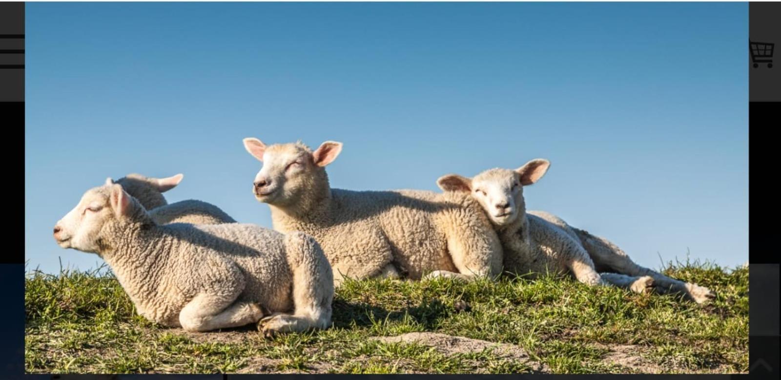 Auf Dem Alten Deich Sande Exteriör bild